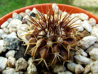 Copiapoa serpentisulcata