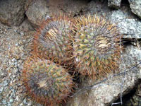 Copiapoa serpentisulcata