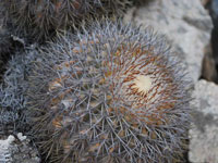 Copiapoa serpentisulcata