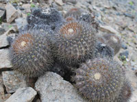 Copiapoa serpentisulcata