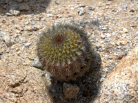 Copiapoa serpentisulcata