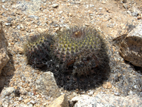 Copiapoa serpentisulcata