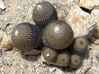 Copiapoa serpentisulcata