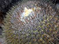 Copiapoa serpentisulcata