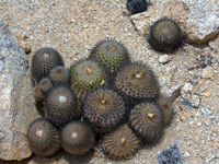 Copiapoa serpentisulcata