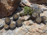 Copiapoa serpentisulcata