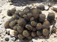 Copiapoa serpentisulcata