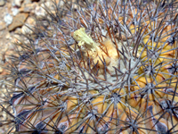 Copiapoa serpentisulcata