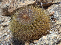 Copiapoa serpentisulcata