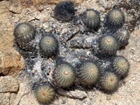 Copiapoa serpentisulcata