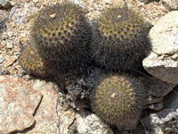 Copiapoa serpentisulcata