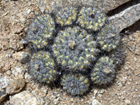 Copiapoa serpentisulcata