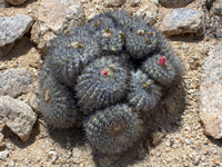 Copiapoa serpentisulcata