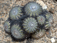 Copiapoa serpentisulcata