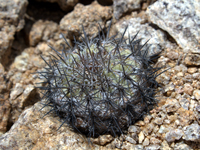 Copiapoa serpentisulcata