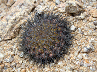 Copiapoa serpentisulcata