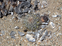 Copiapoa serpentisulcata