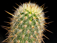 Cleistocactus sextonianus