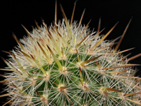 Cleistocactus sextonianus