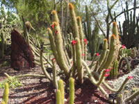 Cleistocactus smaragdiflorus