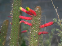 Cleistocactus smaragdiflorus