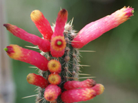 Cleistocactus smaragdiflorus