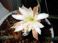 Cereus spegazzinii