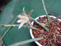 Cereus spegazzinii