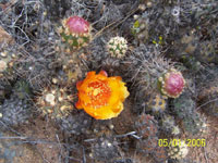 Cumulopuntia sphaerica