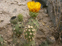 Cumulopuntia sphaerica