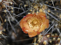 Cumulopuntia sphaerica