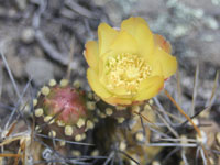 Cumulopuntia sphaerica