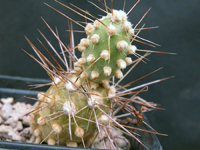 Cumulopuntia sphaerica