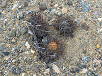 Cumulopuntia sphaerica