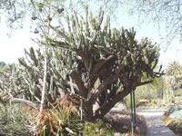 Cereus stenogonus