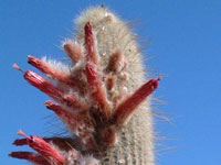 Cleistocactus strausii