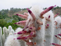 Cleistocactus strausii