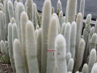 Cleistocactus strausii