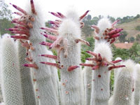 Cleistocactus strausii