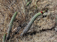 Cleistocactus sulcifer