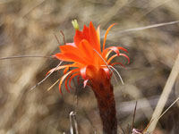 Cleistocactus sulcifer