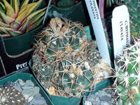 Coryphantha sulcolanata