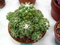 Coryphantha sulcolanata