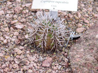 Copiapoa taltalensis