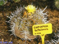 Copiapoa taltalensis