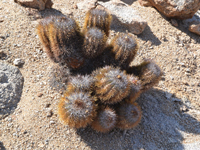 Copiapoa taltalensis