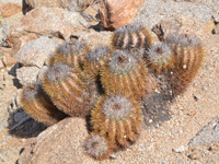 Copiapoa taltalensis