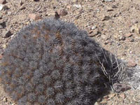 Copiapoa taltalensis