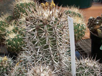 Copiapoa taltalensis