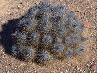 Copiapoa taltalensis